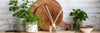How to use a reed diffuser
