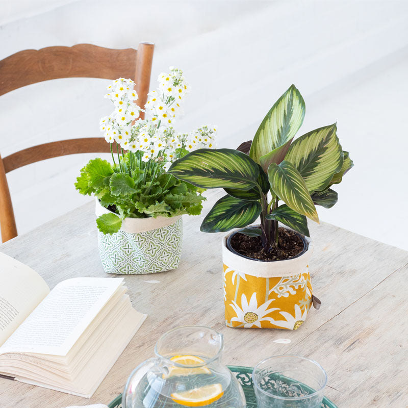 petal pots studio milk