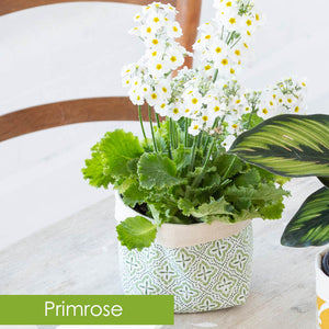 fabric plant gifts available wholesale